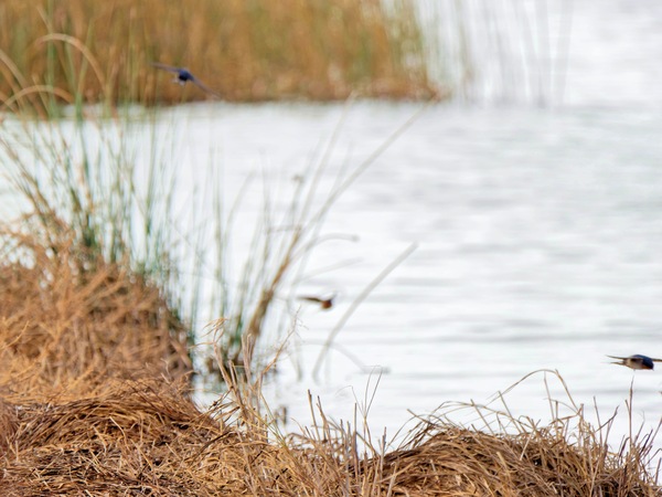 https://lemis.nyc3.digitaloceanspaces.com/grog/Photos/20250703/small/Birding-meeting-255.jpeg