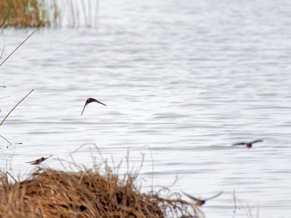https://lemis.nyc3.digitaloceanspaces.com/grog/Photos/20250703/small/Birding-meeting-256.jpeg