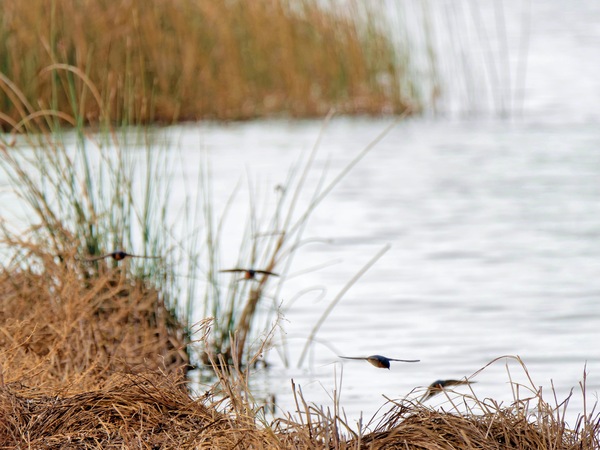 https://lemis.nyc3.digitaloceanspaces.com/grog/Photos/20250703/small/Birding-meeting-257.jpeg