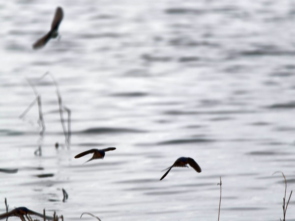https://lemis.nyc3.digitaloceanspaces.com/grog/Photos/20250703/small/Birding-meeting-258.jpeg