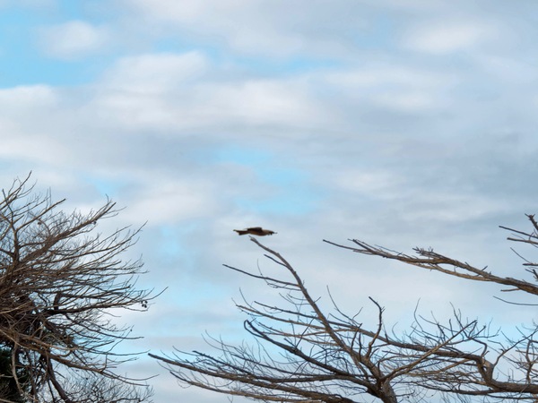 https://lemis.nyc3.digitaloceanspaces.com/grog/Photos/20250703/small/Birding-meeting-26.jpeg