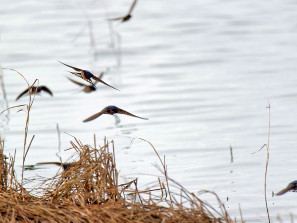 https://lemis.nyc3.digitaloceanspaces.com/grog/Photos/20250703/small/Birding-meeting-260.jpeg