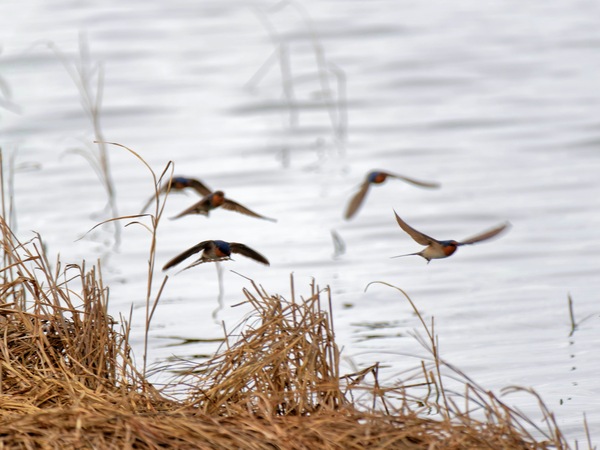 https://lemis.nyc3.digitaloceanspaces.com/grog/Photos/20250703/small/Birding-meeting-261.jpeg