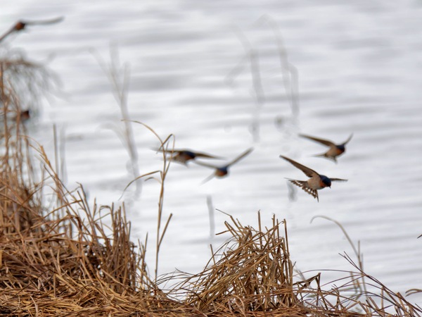 https://lemis.nyc3.digitaloceanspaces.com/grog/Photos/20250703/small/Birding-meeting-263.jpeg