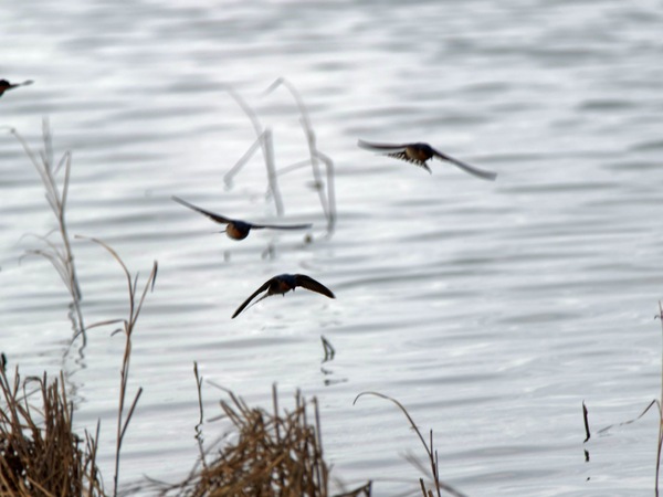 https://lemis.nyc3.digitaloceanspaces.com/grog/Photos/20250703/small/Birding-meeting-264.jpeg