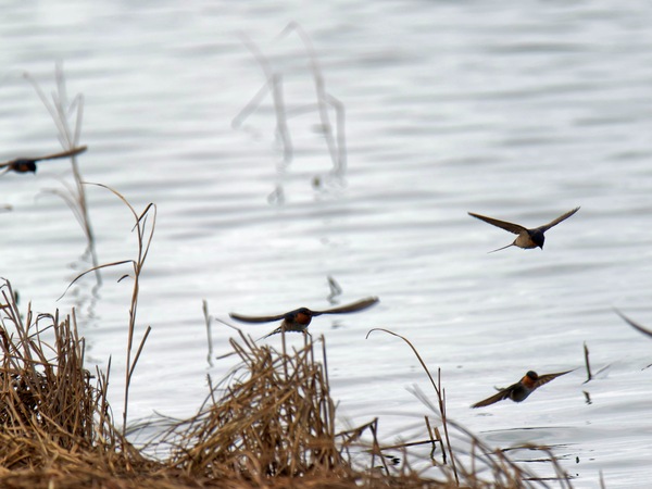 https://lemis.nyc3.digitaloceanspaces.com/grog/Photos/20250703/small/Birding-meeting-265.jpeg