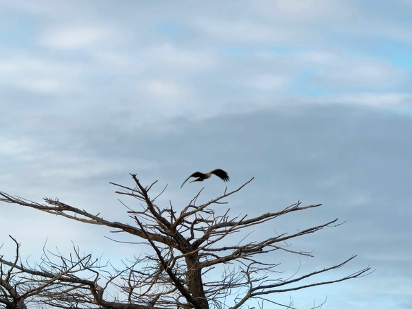 https://lemis.nyc3.digitaloceanspaces.com/grog/Photos/20250703/small/Birding-meeting-28.jpeg