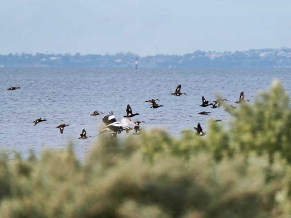 https://lemis.nyc3.digitaloceanspaces.com/grog/Photos/20250703/small/Birding-meeting-286.jpeg