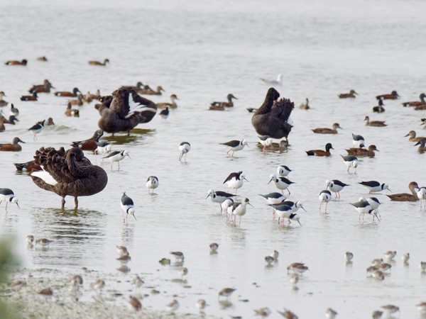 https://lemis.nyc3.digitaloceanspaces.com/grog/Photos/20250703/small/Birding-meeting-287.jpeg
