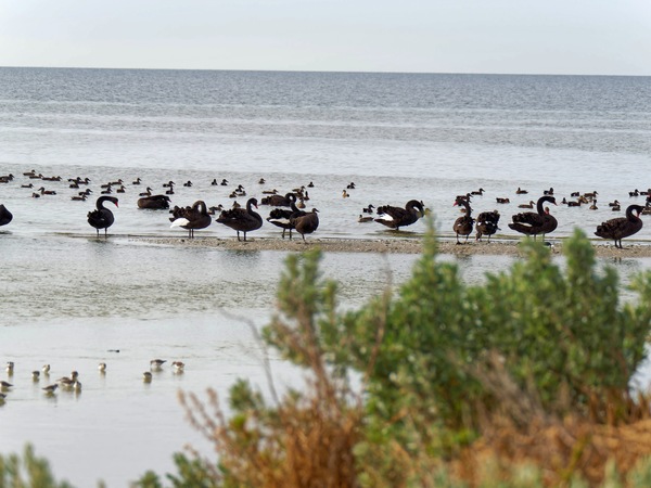 https://lemis.nyc3.digitaloceanspaces.com/grog/Photos/20250703/small/Birding-meeting-288.jpeg