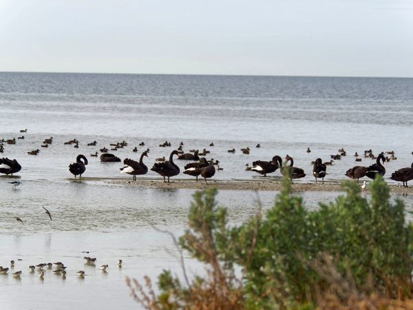 https://lemis.nyc3.digitaloceanspaces.com/grog/Photos/20250703/small/Birding-meeting-289.jpeg
