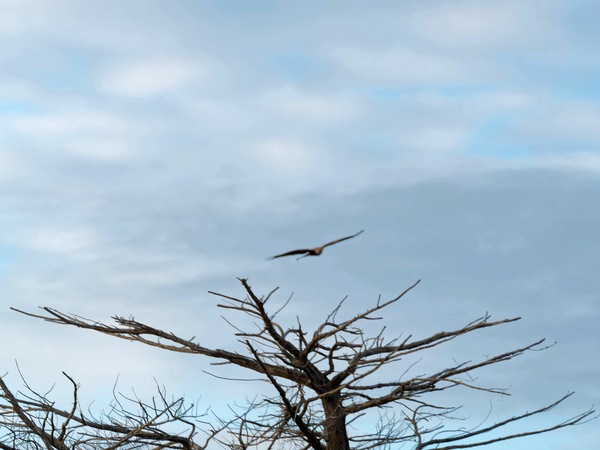 https://lemis.nyc3.digitaloceanspaces.com/grog/Photos/20250703/small/Birding-meeting-29.jpeg