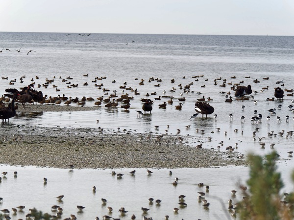 https://lemis.nyc3.digitaloceanspaces.com/grog/Photos/20250703/small/Birding-meeting-290.jpeg