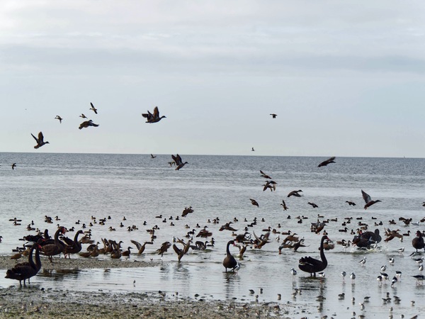 https://lemis.nyc3.digitaloceanspaces.com/grog/Photos/20250703/small/Birding-meeting-291.jpeg