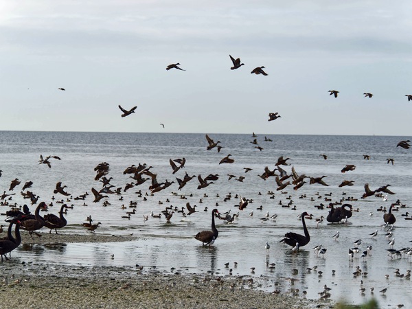 https://lemis.nyc3.digitaloceanspaces.com/grog/Photos/20250703/small/Birding-meeting-292.jpeg