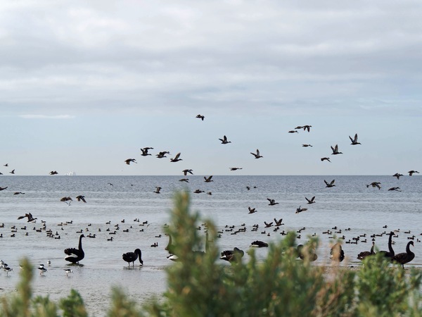 https://lemis.nyc3.digitaloceanspaces.com/grog/Photos/20250703/small/Birding-meeting-293.jpeg