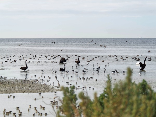 https://lemis.nyc3.digitaloceanspaces.com/grog/Photos/20250703/small/Birding-meeting-294.jpeg