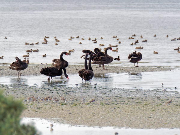 https://lemis.nyc3.digitaloceanspaces.com/grog/Photos/20250703/small/Birding-meeting-295.jpeg