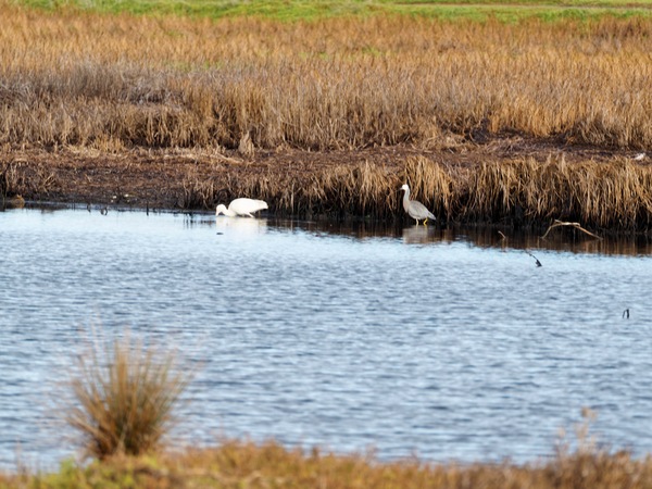 https://lemis.nyc3.digitaloceanspaces.com/grog/Photos/20250703/small/Birding-meeting-296.jpeg
