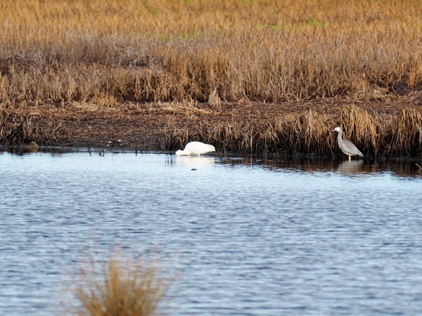 https://lemis.nyc3.digitaloceanspaces.com/grog/Photos/20250703/small/Birding-meeting-297.jpeg