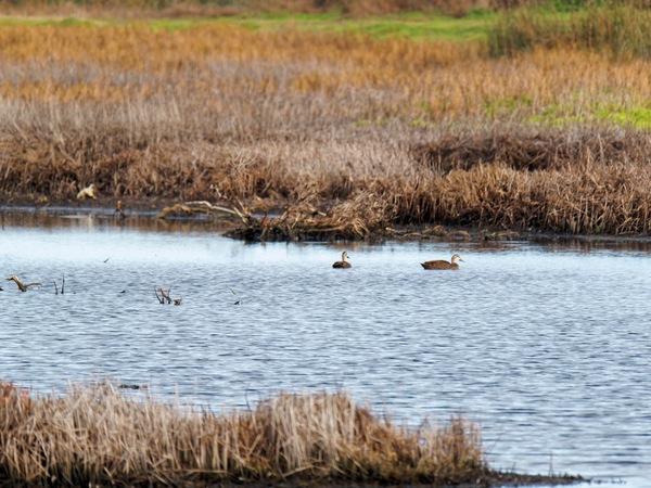 https://lemis.nyc3.digitaloceanspaces.com/grog/Photos/20250703/small/Birding-meeting-298.jpeg