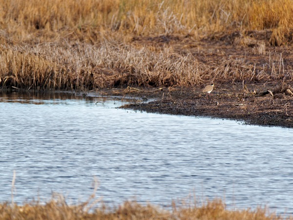 https://lemis.nyc3.digitaloceanspaces.com/grog/Photos/20250703/small/Birding-meeting-299.jpeg