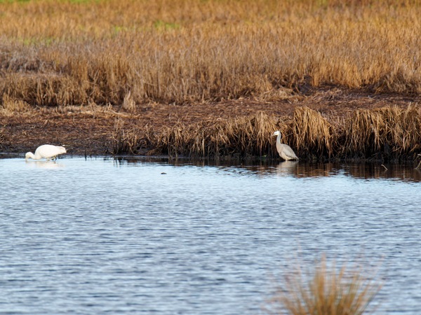 https://lemis.nyc3.digitaloceanspaces.com/grog/Photos/20250703/small/Birding-meeting-300.jpeg