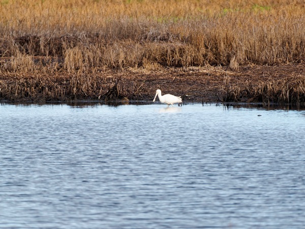 https://lemis.nyc3.digitaloceanspaces.com/grog/Photos/20250703/small/Birding-meeting-301.jpeg