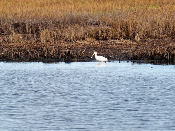 https://lemis.nyc3.digitaloceanspaces.com/grog/Photos/20250703/small/Birding-meeting-302.jpeg