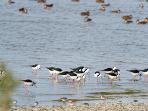https://lemis.nyc3.digitaloceanspaces.com/grog/Photos/20250703/small/Birding-meeting-303.jpeg