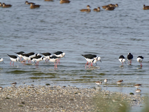 https://lemis.nyc3.digitaloceanspaces.com/grog/Photos/20250703/small/Birding-meeting-304.jpeg