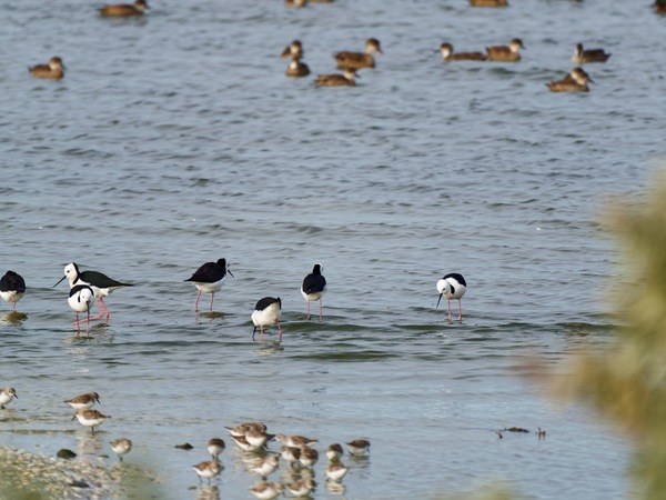 https://lemis.nyc3.digitaloceanspaces.com/grog/Photos/20250703/small/Birding-meeting-305.jpeg