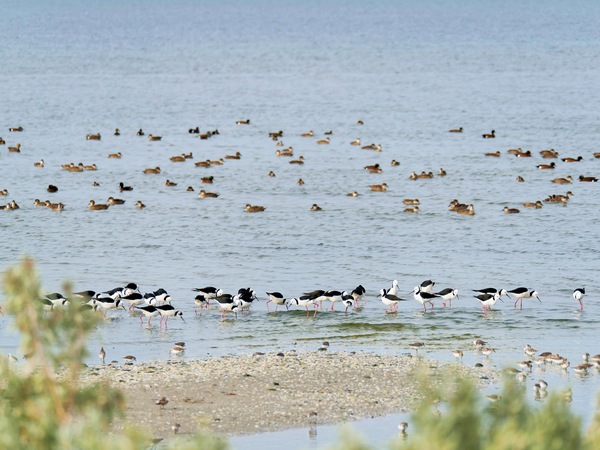 https://lemis.nyc3.digitaloceanspaces.com/grog/Photos/20250703/small/Birding-meeting-306.jpeg