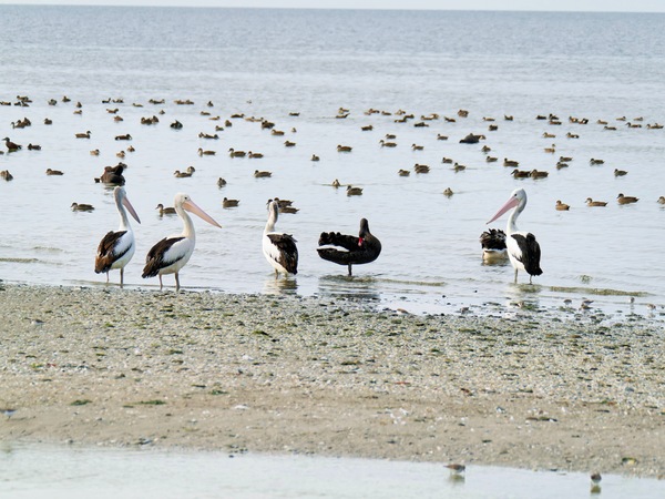 https://lemis.nyc3.digitaloceanspaces.com/grog/Photos/20250703/small/Birding-meeting-309.jpeg