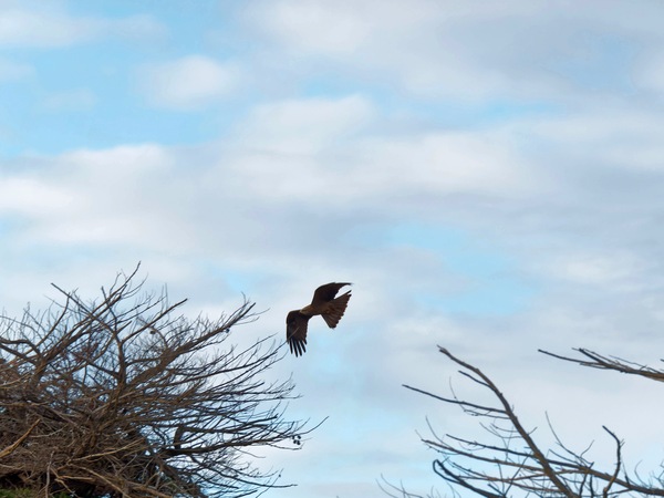 https://lemis.nyc3.digitaloceanspaces.com/grog/Photos/20250703/small/Birding-meeting-31.jpeg