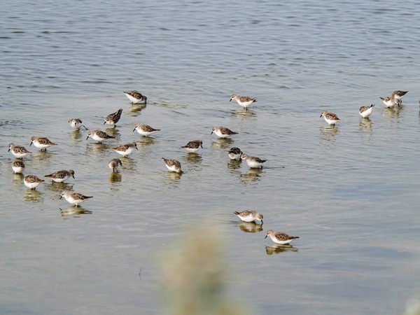 https://lemis.nyc3.digitaloceanspaces.com/grog/Photos/20250703/small/Birding-meeting-310.jpeg