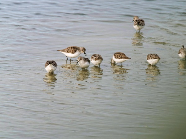 https://lemis.nyc3.digitaloceanspaces.com/grog/Photos/20250703/small/Birding-meeting-311.jpeg