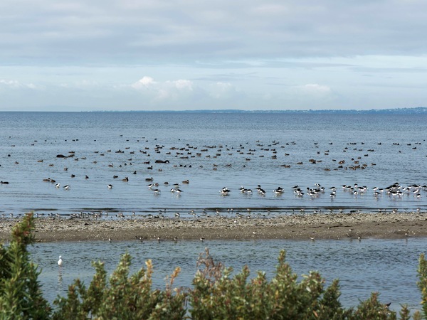 https://lemis.nyc3.digitaloceanspaces.com/grog/Photos/20250703/small/Birding-meeting-312.jpeg