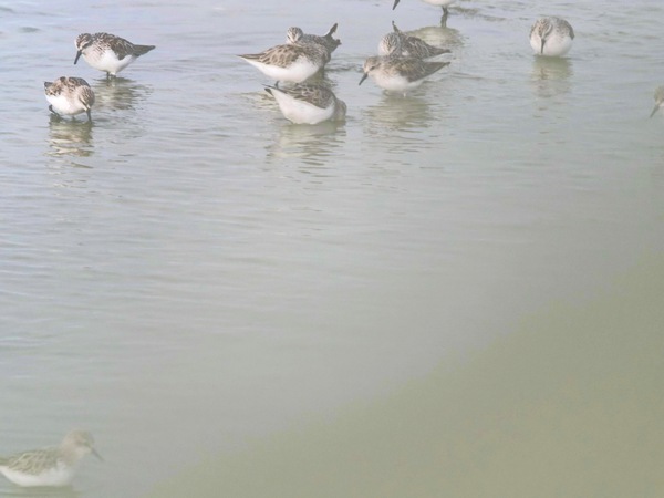 https://lemis.nyc3.digitaloceanspaces.com/grog/Photos/20250703/small/Birding-meeting-313.jpeg