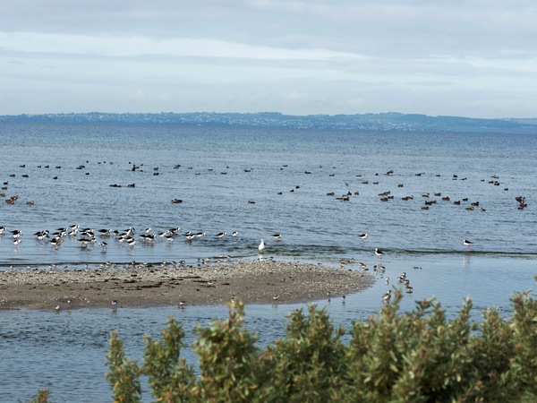 https://lemis.nyc3.digitaloceanspaces.com/grog/Photos/20250703/small/Birding-meeting-314.jpeg