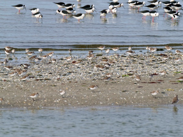 https://lemis.nyc3.digitaloceanspaces.com/grog/Photos/20250703/small/Birding-meeting-315.jpeg