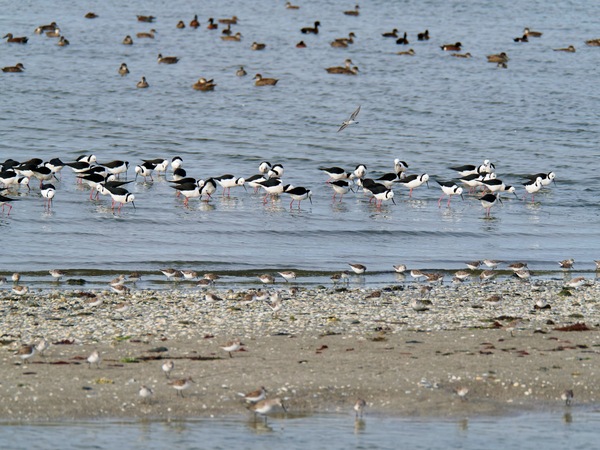 https://lemis.nyc3.digitaloceanspaces.com/grog/Photos/20250703/small/Birding-meeting-316.jpeg