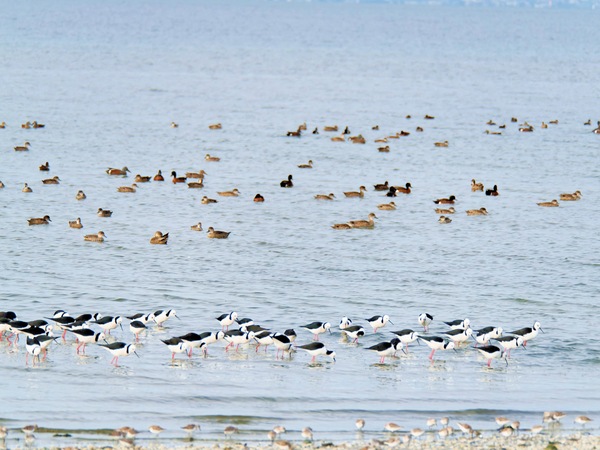 https://lemis.nyc3.digitaloceanspaces.com/grog/Photos/20250703/small/Birding-meeting-317.jpeg