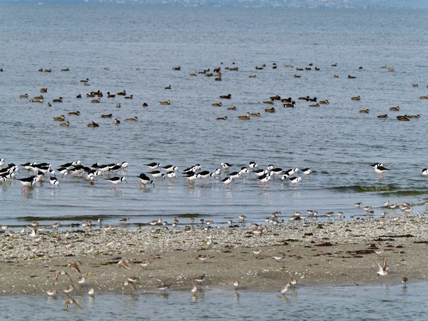 https://lemis.nyc3.digitaloceanspaces.com/grog/Photos/20250703/small/Birding-meeting-318.jpeg