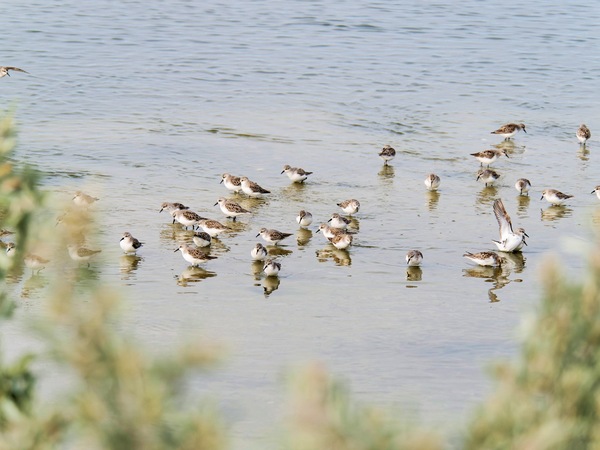https://lemis.nyc3.digitaloceanspaces.com/grog/Photos/20250703/small/Birding-meeting-319.jpeg