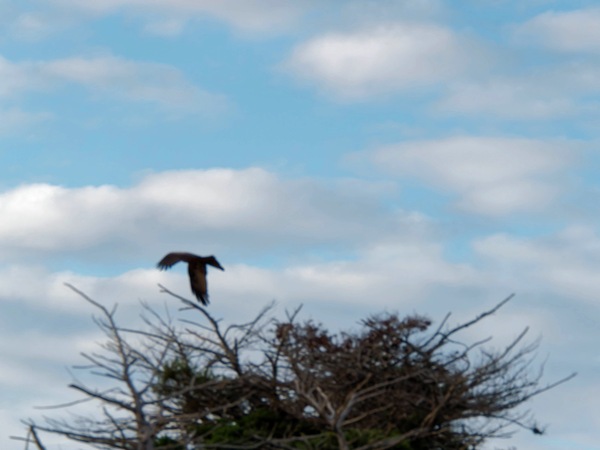 https://lemis.nyc3.digitaloceanspaces.com/grog/Photos/20250703/small/Birding-meeting-32.jpeg