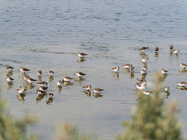 https://lemis.nyc3.digitaloceanspaces.com/grog/Photos/20250703/small/Birding-meeting-320.jpeg