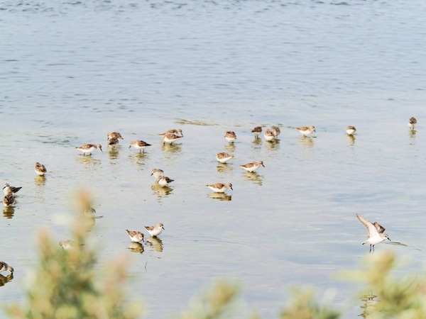 https://lemis.nyc3.digitaloceanspaces.com/grog/Photos/20250703/small/Birding-meeting-321.jpeg