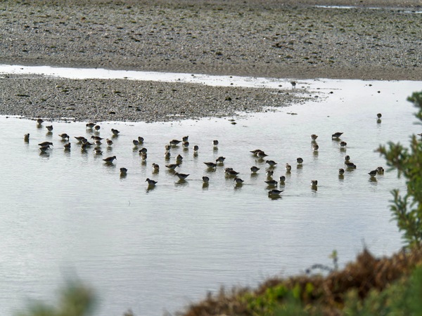 https://lemis.nyc3.digitaloceanspaces.com/grog/Photos/20250703/small/Birding-meeting-323.jpeg