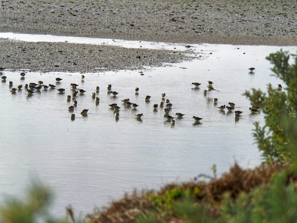 https://lemis.nyc3.digitaloceanspaces.com/grog/Photos/20250703/small/Birding-meeting-324.jpeg